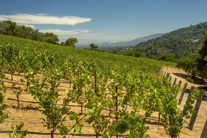 Panoramic Image of Los Gatos, CA